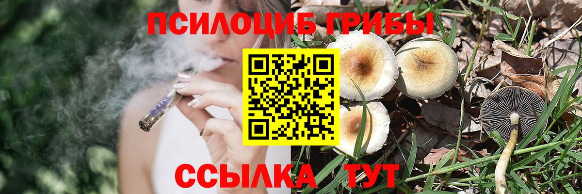 Псилоцибиновые грибы GOLDEN TEACHER  Фрязино 